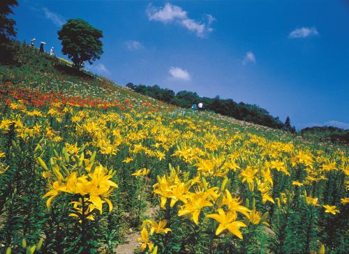 可睡ゆり園 2 ハローナビしずおか 静岡県観光情報